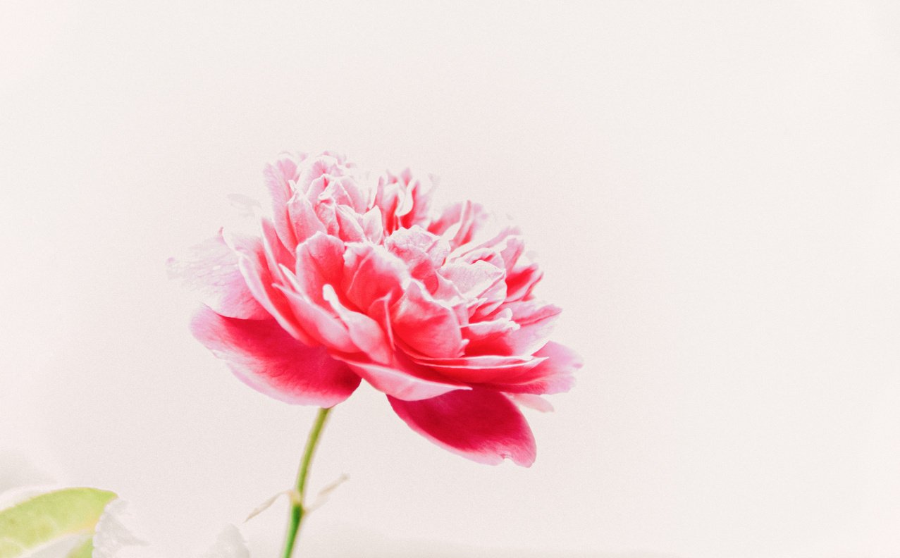 Pink Petaled Flower